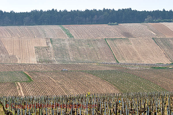 Chablis on the grand cru hill