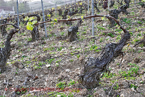 chablis vine