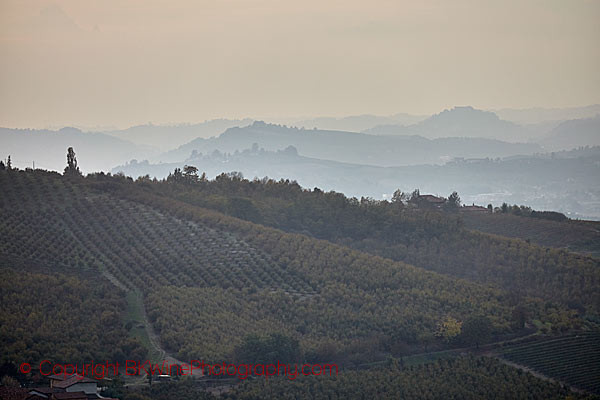 Vineyard landscape with fog