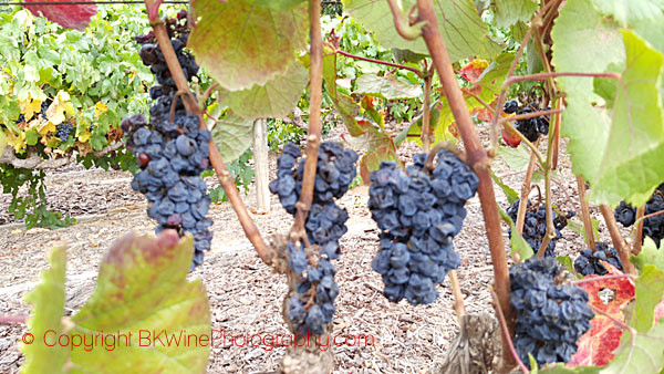 Learn how to identify a grape variety by the leaf and grape bunch ...