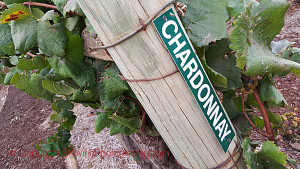 chardonnay vines