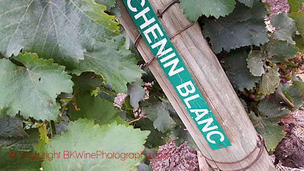 Chenin Blanc