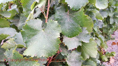 Learn How To Identify A Grape Variety By The Leaf And Grape Bunch ...