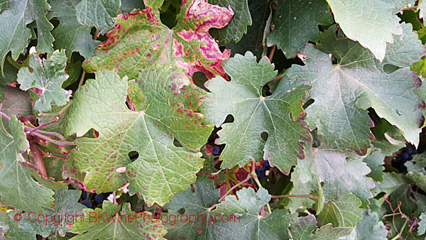 Learn how to identify a grape variety by the leaf and grape bunch ...