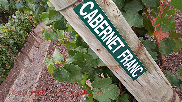 Learn How To Identify A Grape Variety By The Leaf And Grape Bunch ...