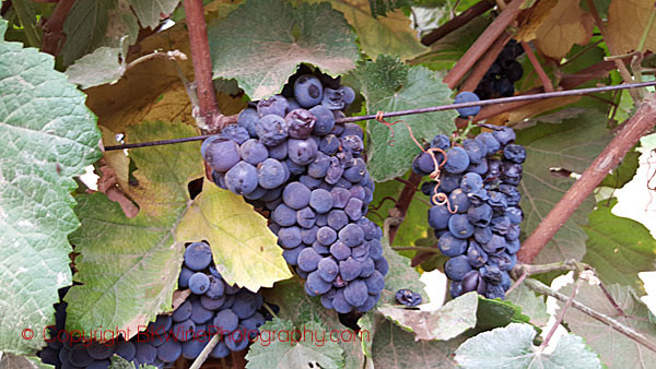 Pinot Meunier