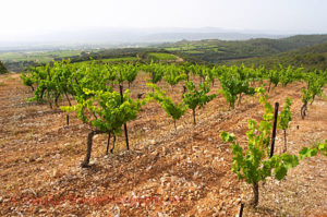 vineyards mas de daumas gassac languedoc