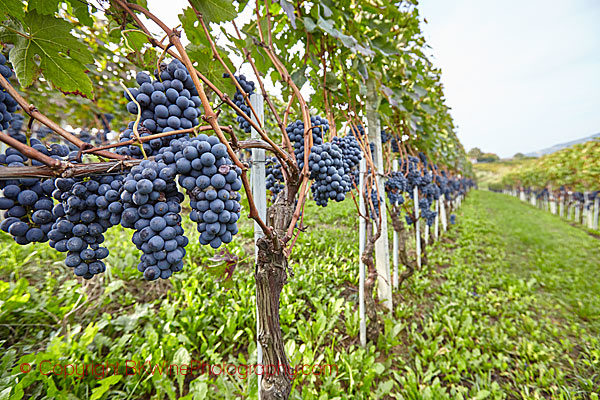 Ripe grapes in the vineyards in Barolo, Piedmont