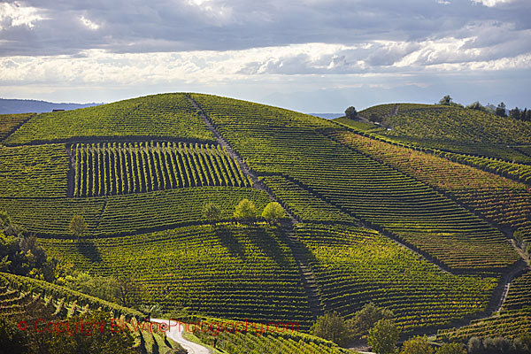 Vineyards on hills in Barolo, Piedmont