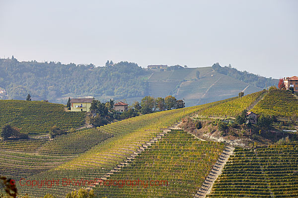 Vineyards on hills in Barolo, Piedmont