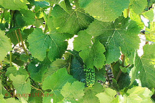 Small Vines Winery vineyards