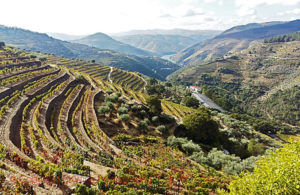 view over douro quinta do noval