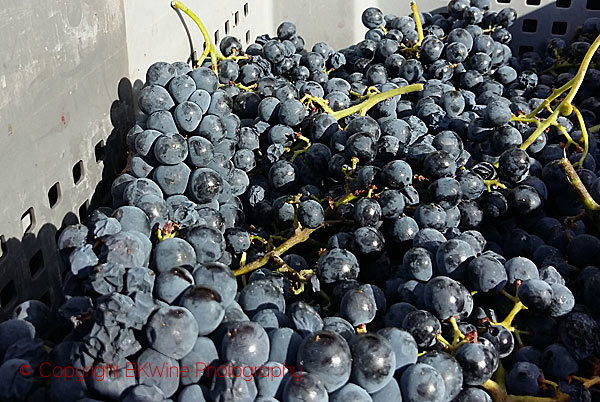 Grapes just in from harvest at Quinta do Noval, Douro