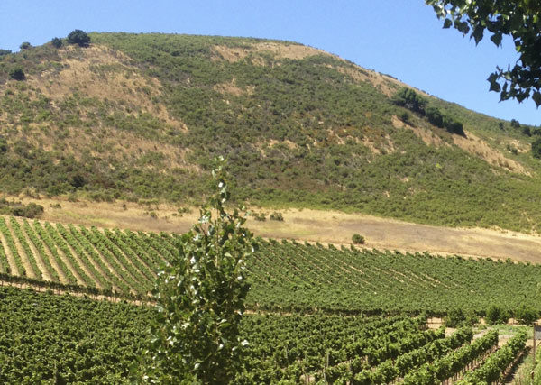 View over the vineyards at Schug