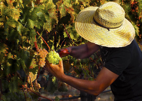 Harvest at Troon Vineyards, Applegate Valley, Oregon