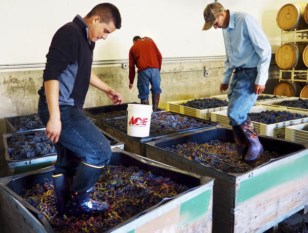 Foot treding at Troon Vineyards, Applegate Valley, Oregon