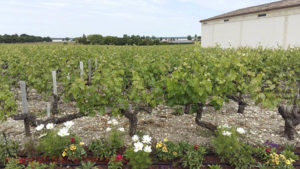 bordeaux latour and river