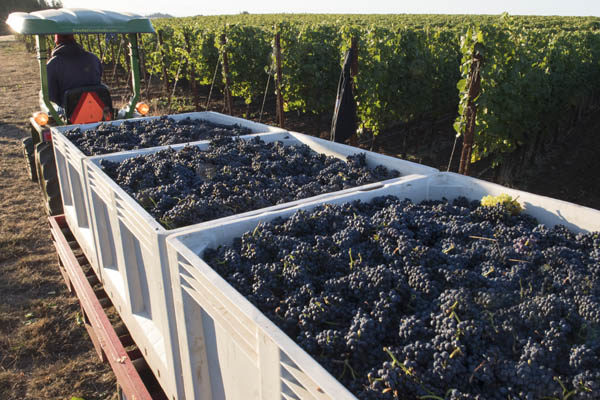 Roserock Drouhin Oregon harvest, Eola-Amity Hills, Willamette Valley