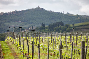 mozart vineyards montalcino