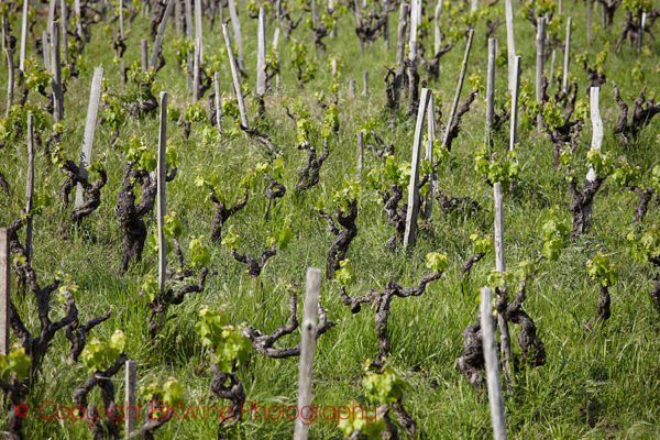 Vines in albarello, Etna, Sicily