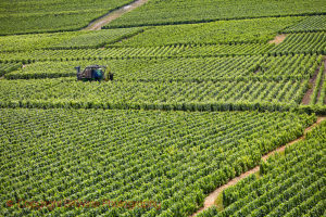 A tractor for treatments in a vineyard in Champagne