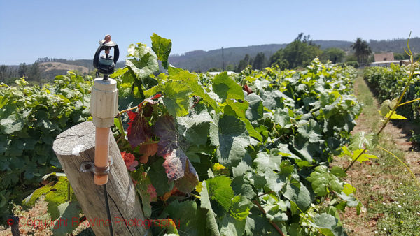 The vineyards of Vina Casa Marin, Chile