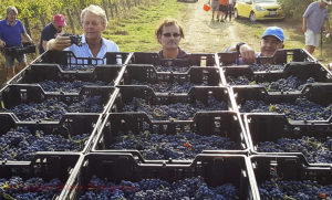 Harvested syrah with the three associates