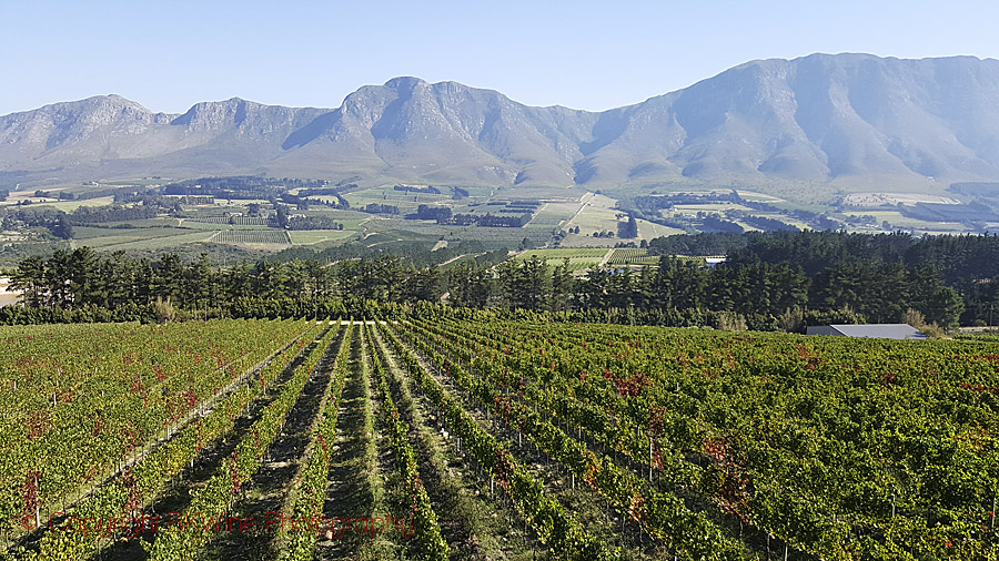 Cool climate vineyard landscape in Walker Bay on the south coast