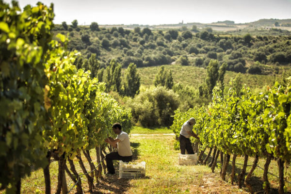 Harvest at Arinzano