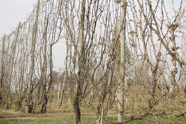 Spiderweb vines at Aversa