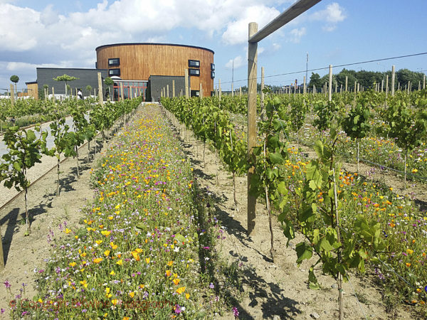 The wine bar and the restaurant at the Nordic Sea Winery