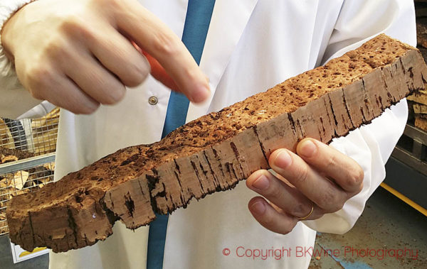 A piece of cork bark