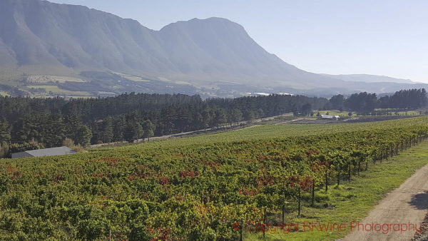 Hemel en Aarde Valley, Walker Bay, South Africa