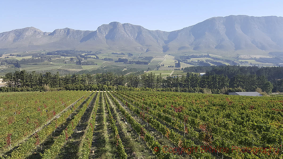 Hemel en Aarde Valley, Walker Bay, South Africa