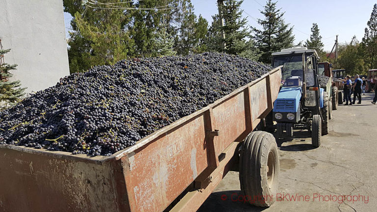 Harvest at Chateau Purcari, Moldova