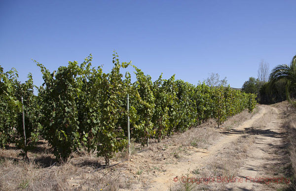 Cabernet franc vineyard at Raats, South Africa