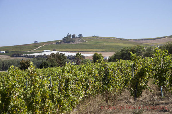 Vineyards at Raats, South Africa