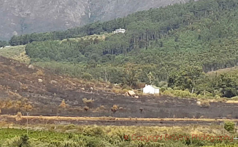 Forest fire damage in Stellenbosch, South Africa