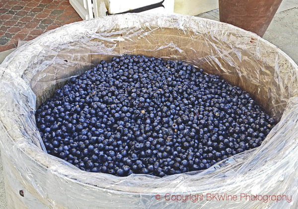 Fermentation in barrel, Château Bernateau, Bordeaux