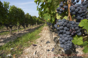 Ripe Cabernet Franc, Domaine Charles Joguet, Clos de la Dioterie, Chinon, Loire, France