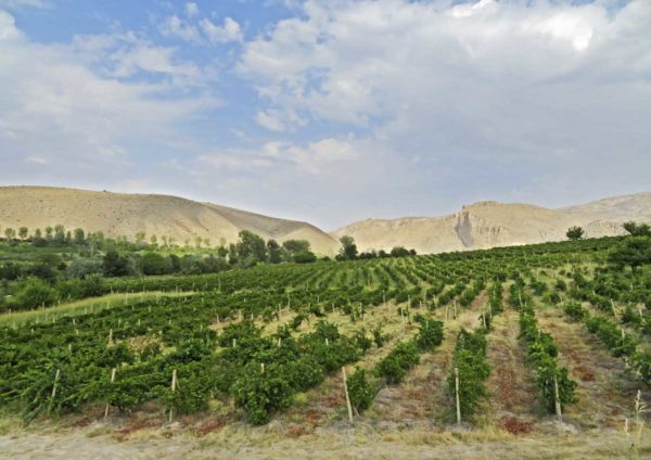 Explore Armenia, the unknown cradle of wine, with two unusual wines ...