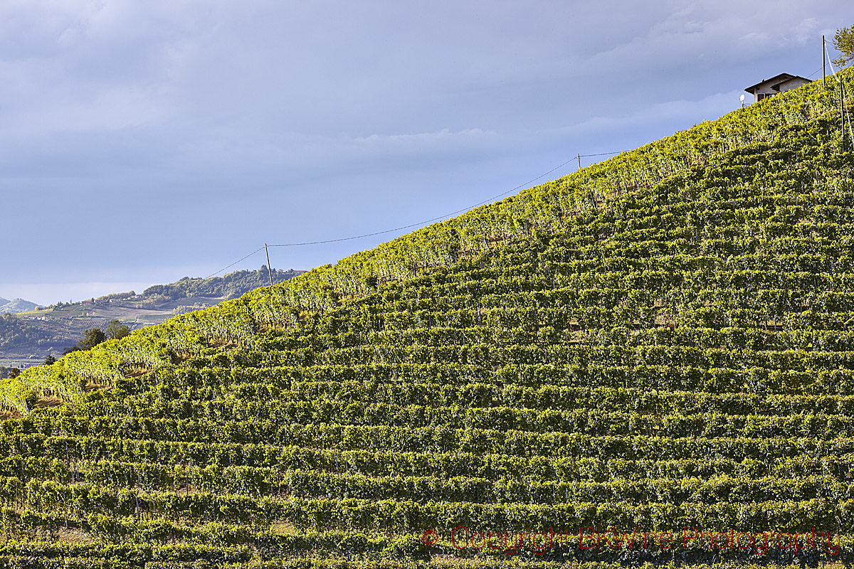 Vineyards and hills in Barbaresco, Piedmont