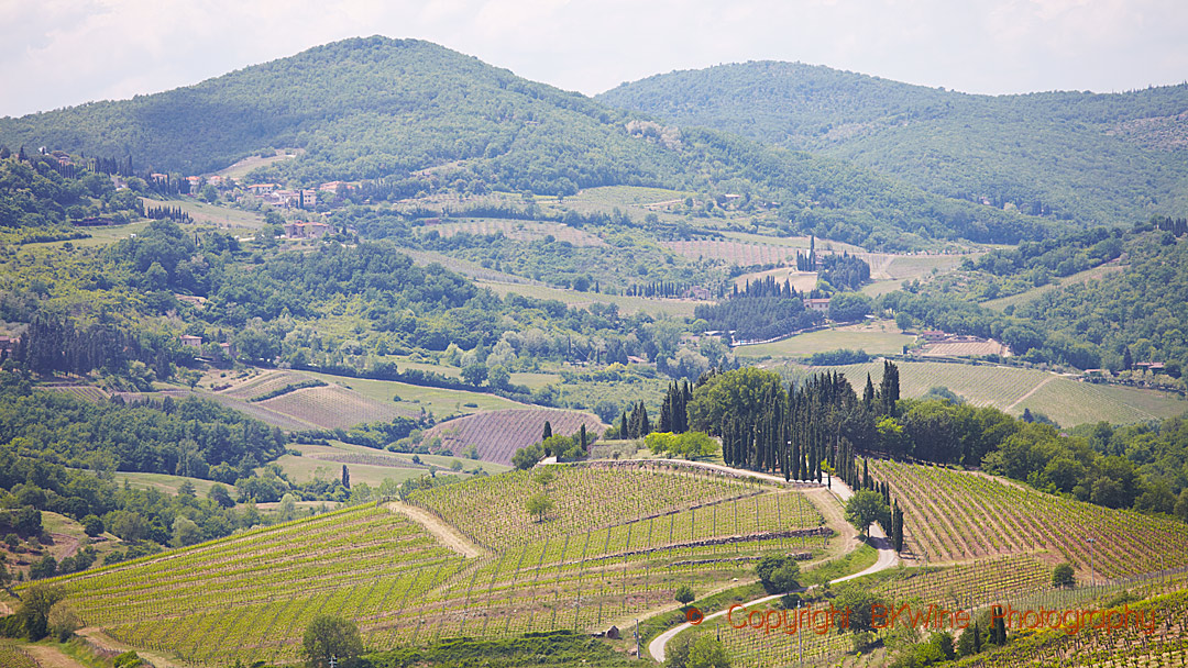 Vineyards in the landscape in Tuscany