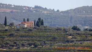 Grapes harvested for amarone in Valpolicella