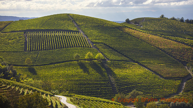 Vineyards in Piedmont