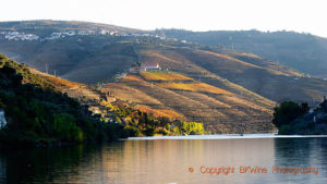 Vineyards along the Douro River, Portugal