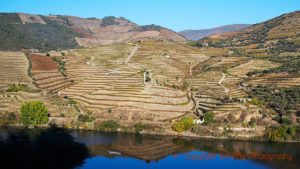 Vineyards in the Douro Valley, Portugal