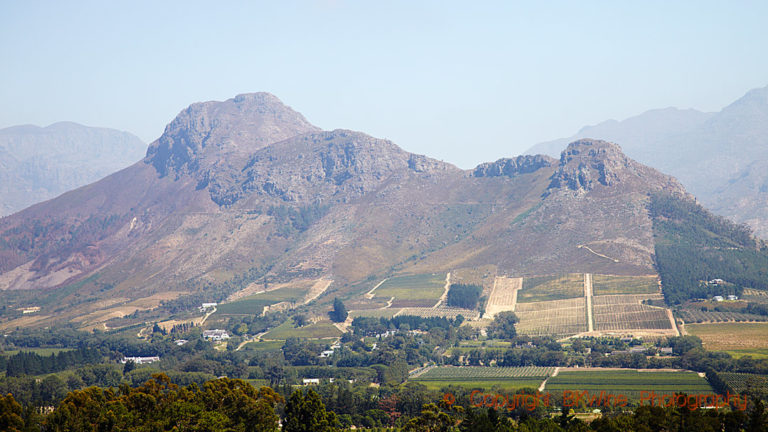 Vineyards in Franschhoek, South Africa