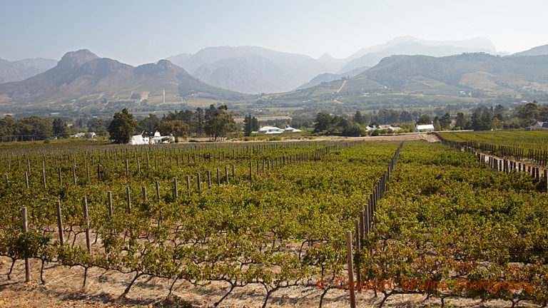 Vineyards in Paarl, South Africa