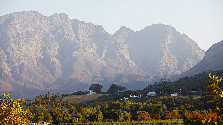 Vineyards in Franschhoek, South Africa